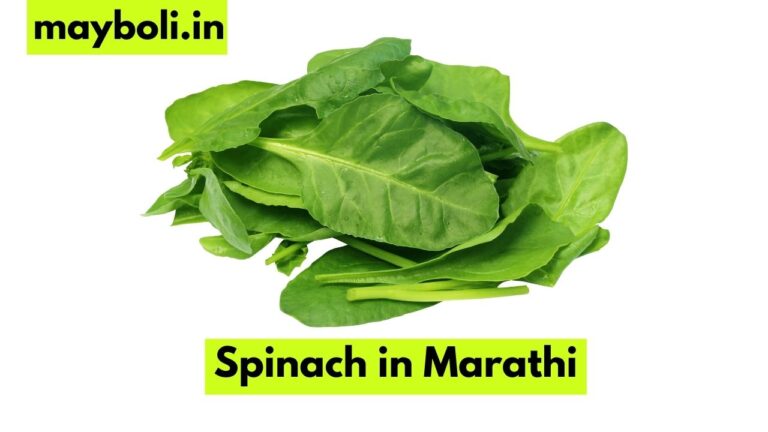 Spinach in Marathi