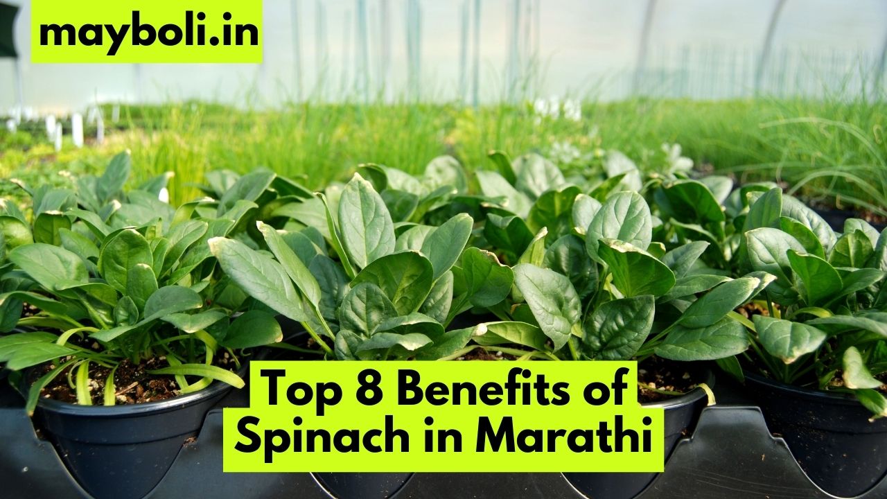 Top 8 Benefits of Spinach in Marathi