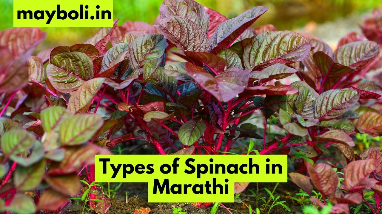 Types of Spinach in Marathi​