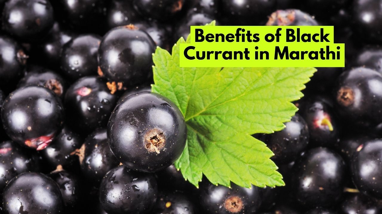 Benefits of Black Currant in Marathi