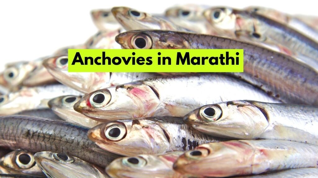 Anchovies in Marathi