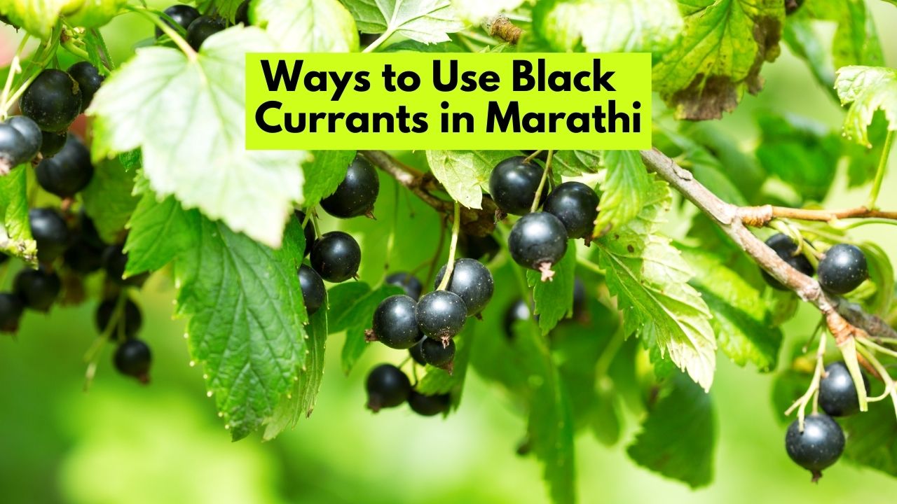 Ways to Use Black Currants in Marathi