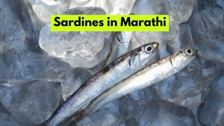 Sardines in Marathi