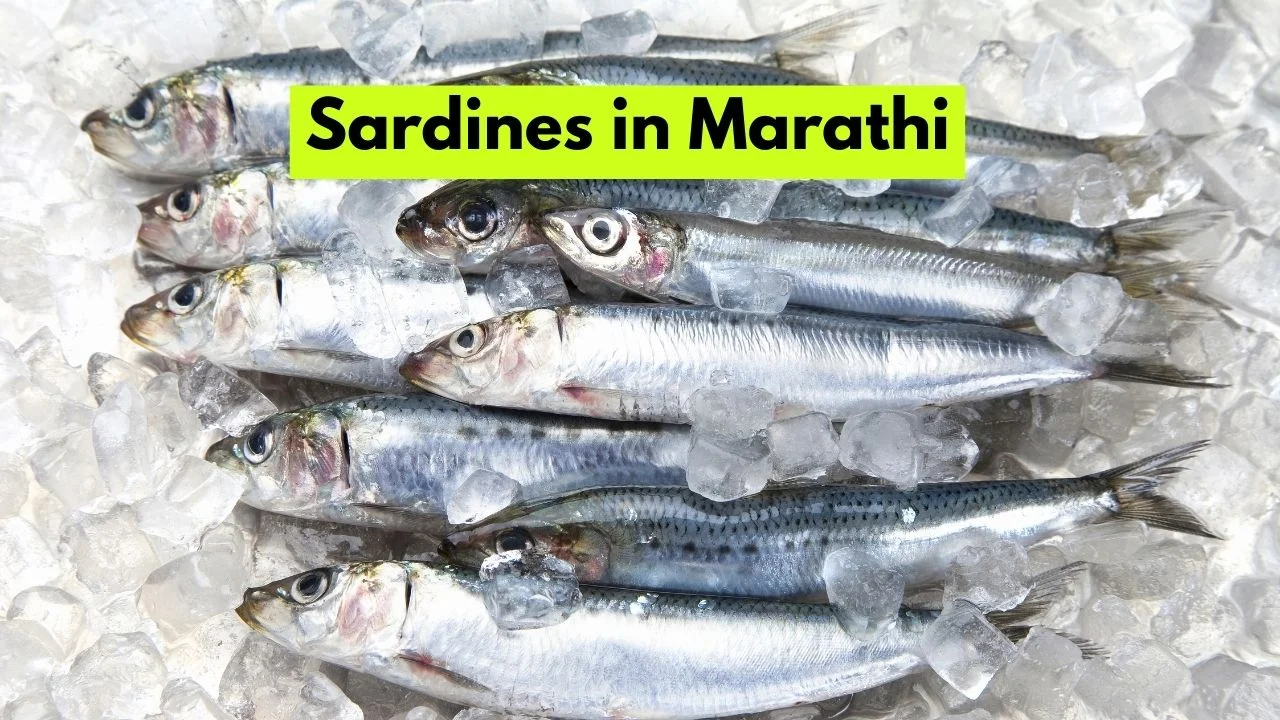 Sardines in Marathi