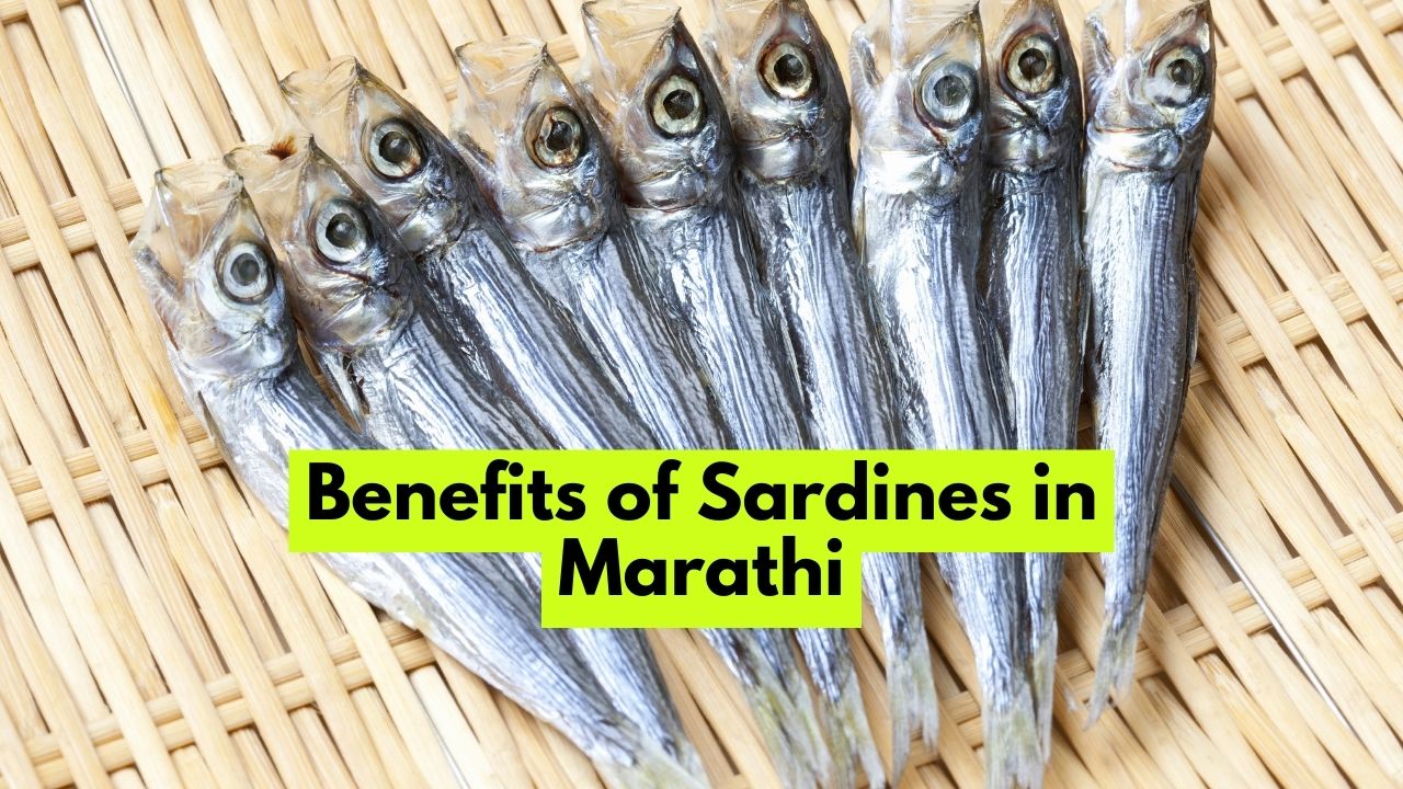 Benefits of Sardines in Marathi