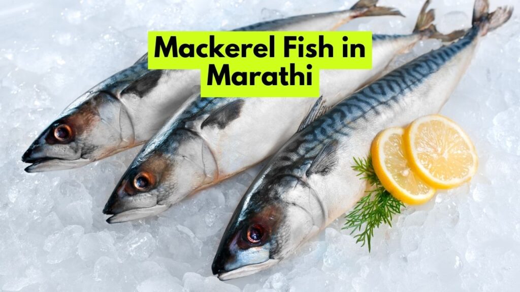 Mackerel Fish in Marathi
