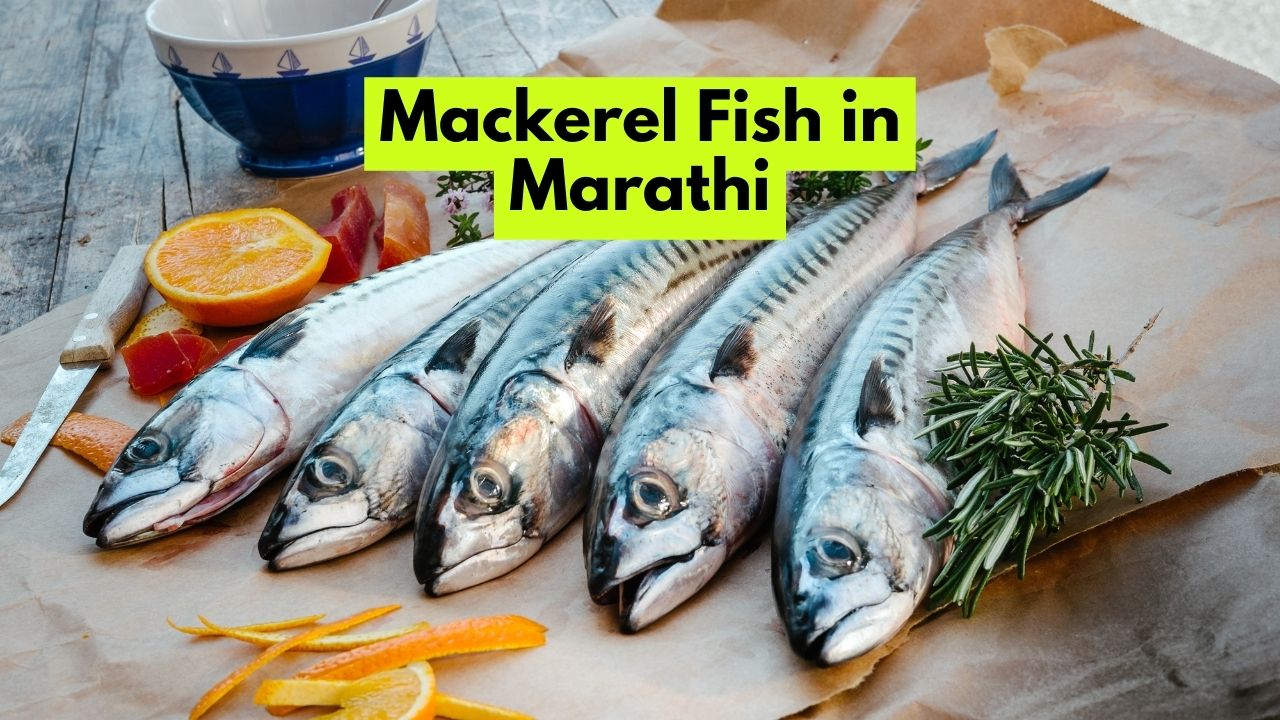 Mackerel Fish in Marathi