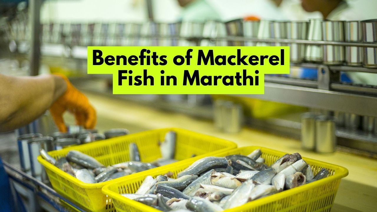 Benefits of Mackerel Fish in Marathi