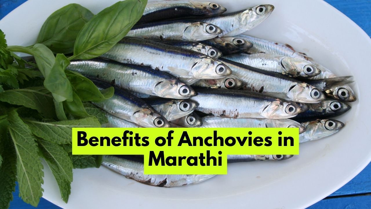 Benefits of Anchovies in Marathi