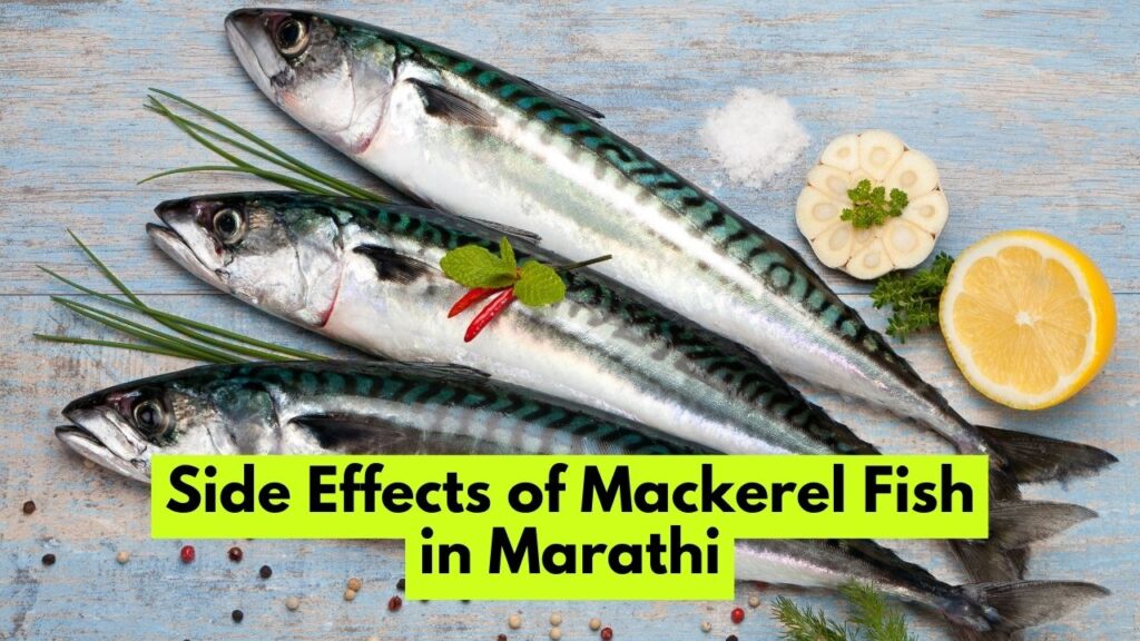 Mackerel Fish in Marathi मॅकरेल माशाला मराठीत काय म्हणतात? Mayboli.in