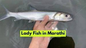 Lady Fish in Marathi