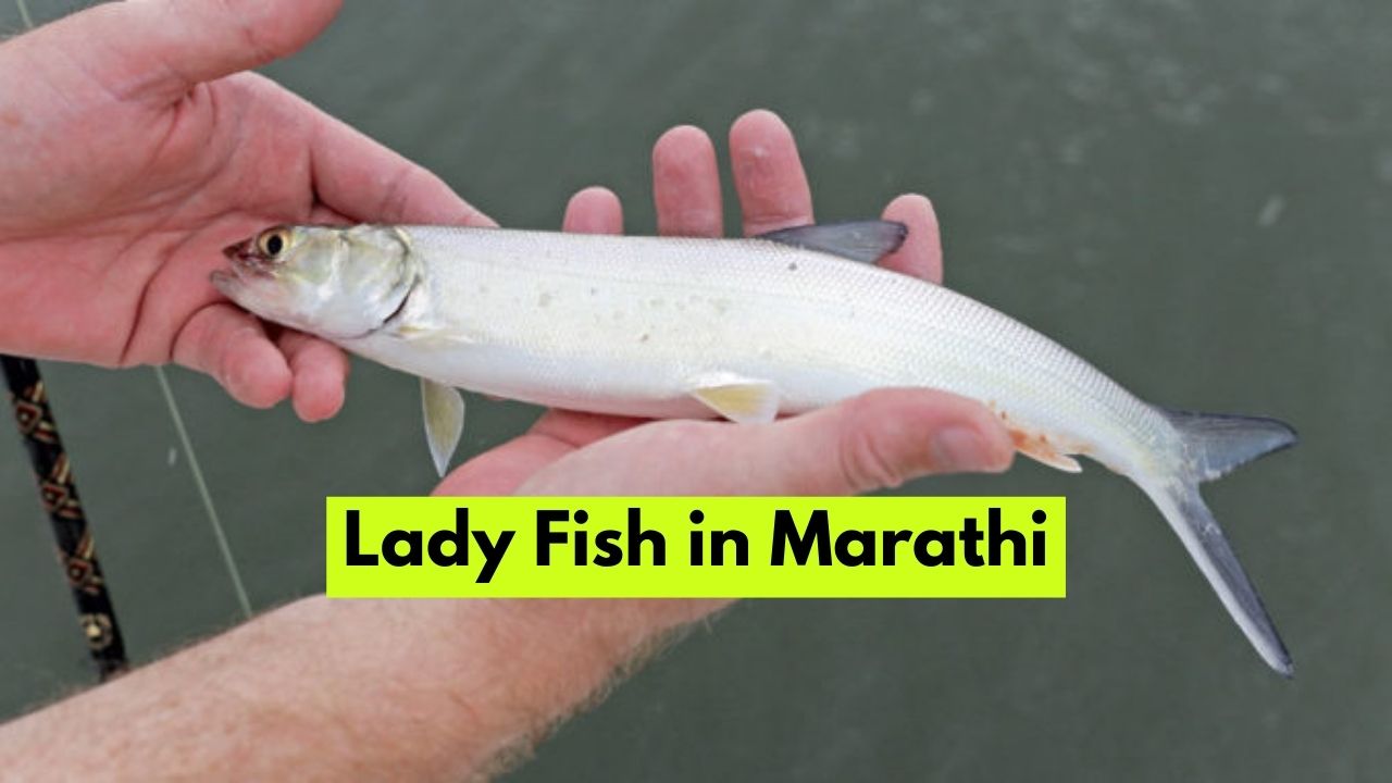 Lady Fish in Marathi