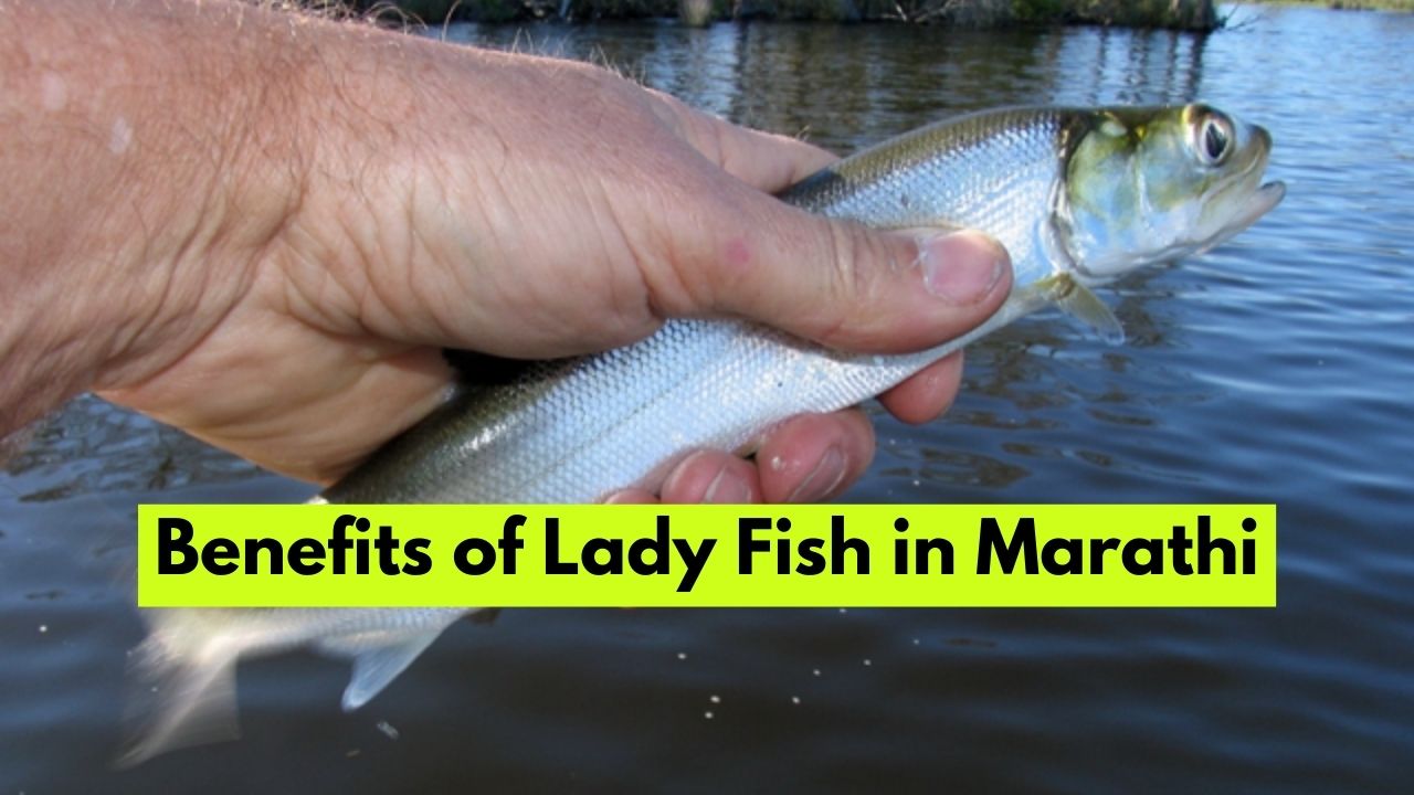 Benefits of Lady Fish in Marathi