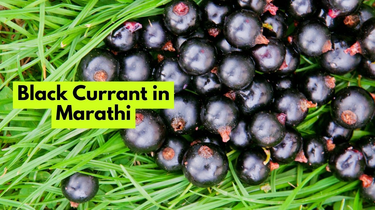 Black Currant in Marathi ब्लैक करंट म्हणजे काय मराठीत? Mayboli.in
