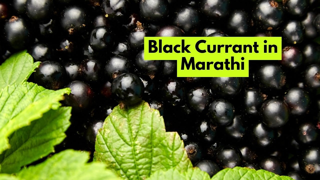 Black Currant in Marathi