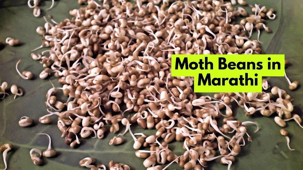 Moth Beans in Marathi मॉथ बीन्स म्हणजे काय? Mayboli.in