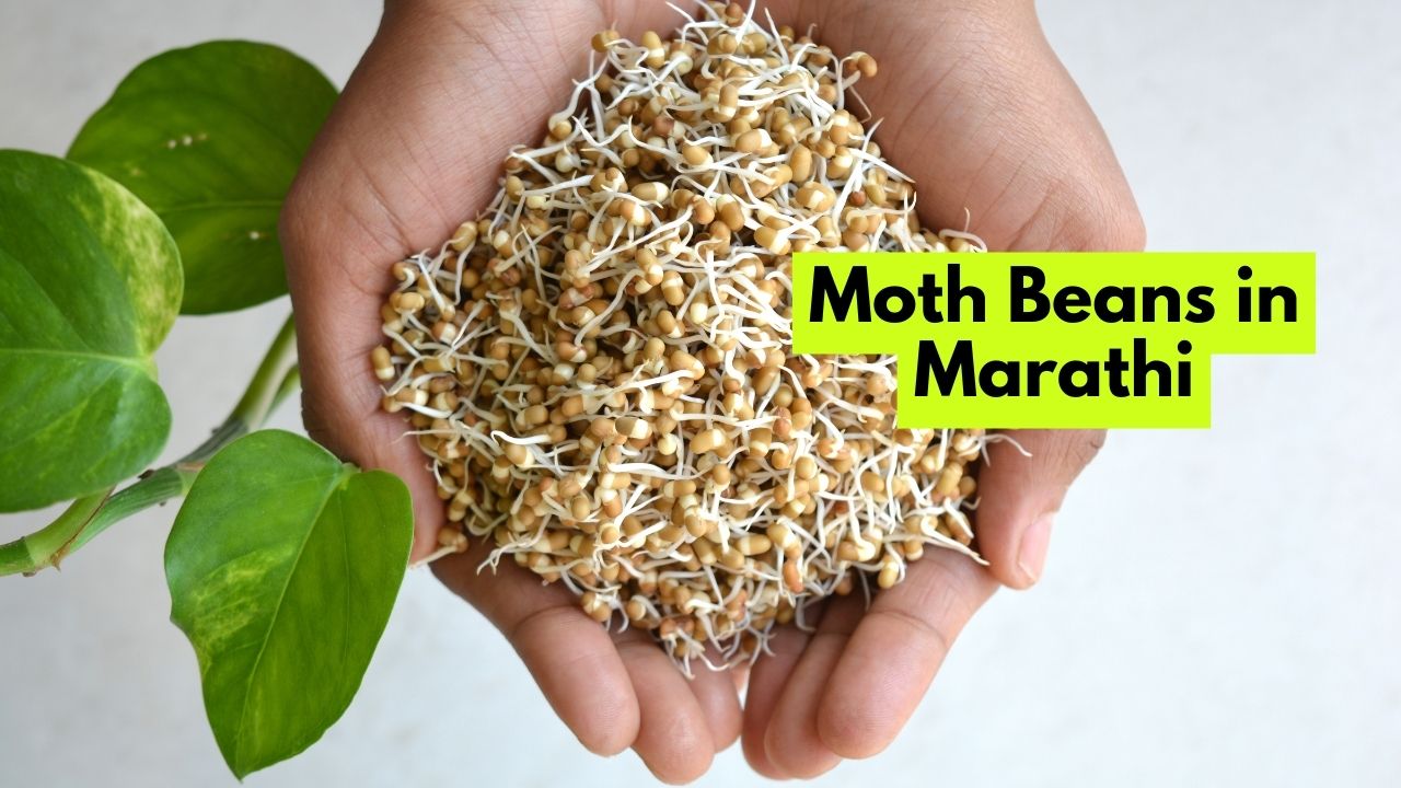 Moth Beans in Marathi