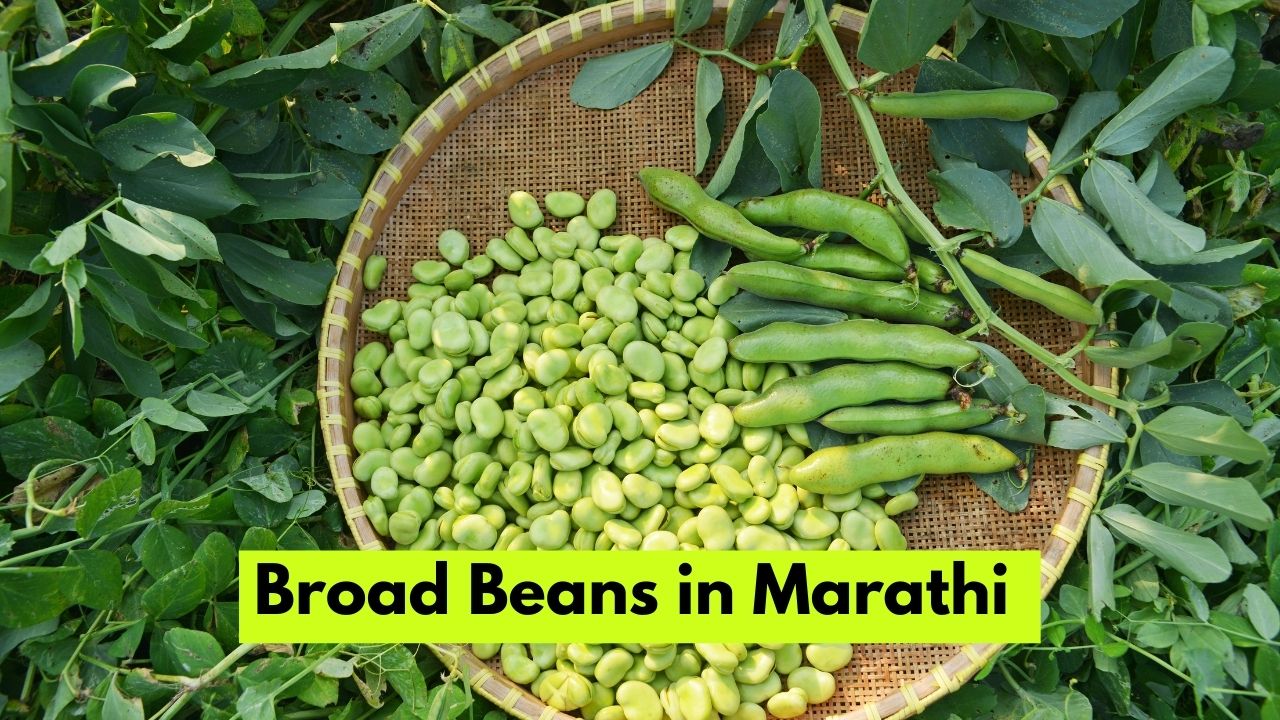 Broad Beans in Marathi