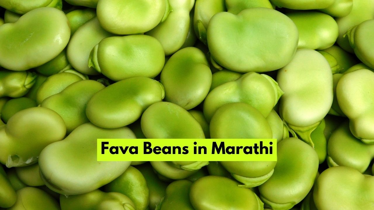 Fava Beans in Marathi