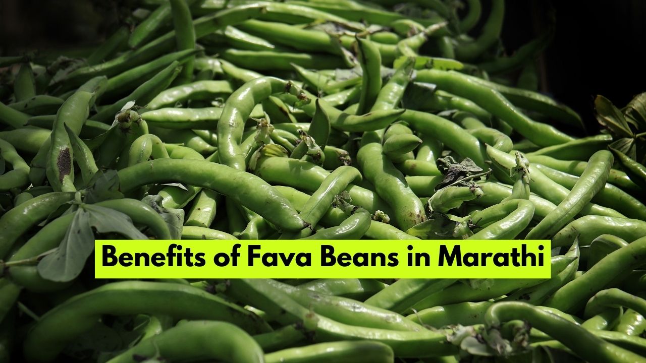 Benefits of Fava Beans in Marathi