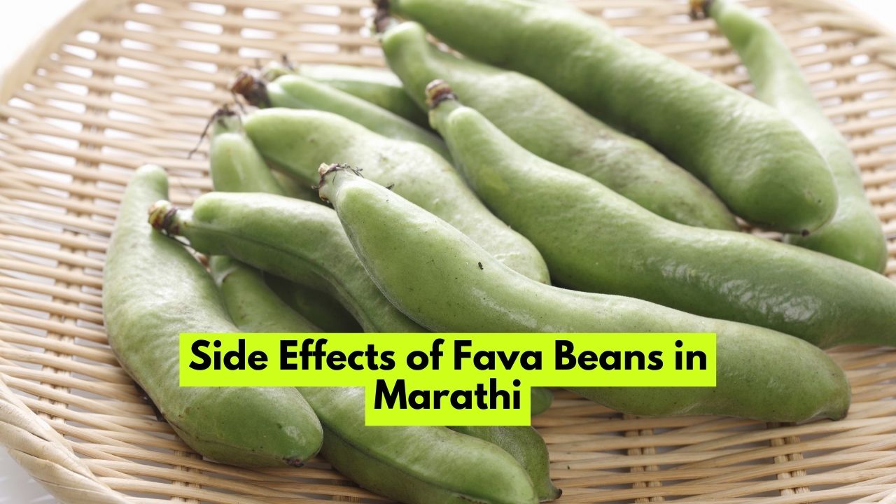 Side Effects of Fava Beans in Marathi