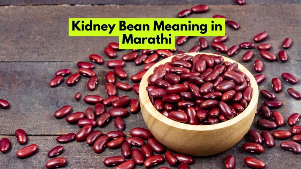 Kidney Bean Meaning in Marathi