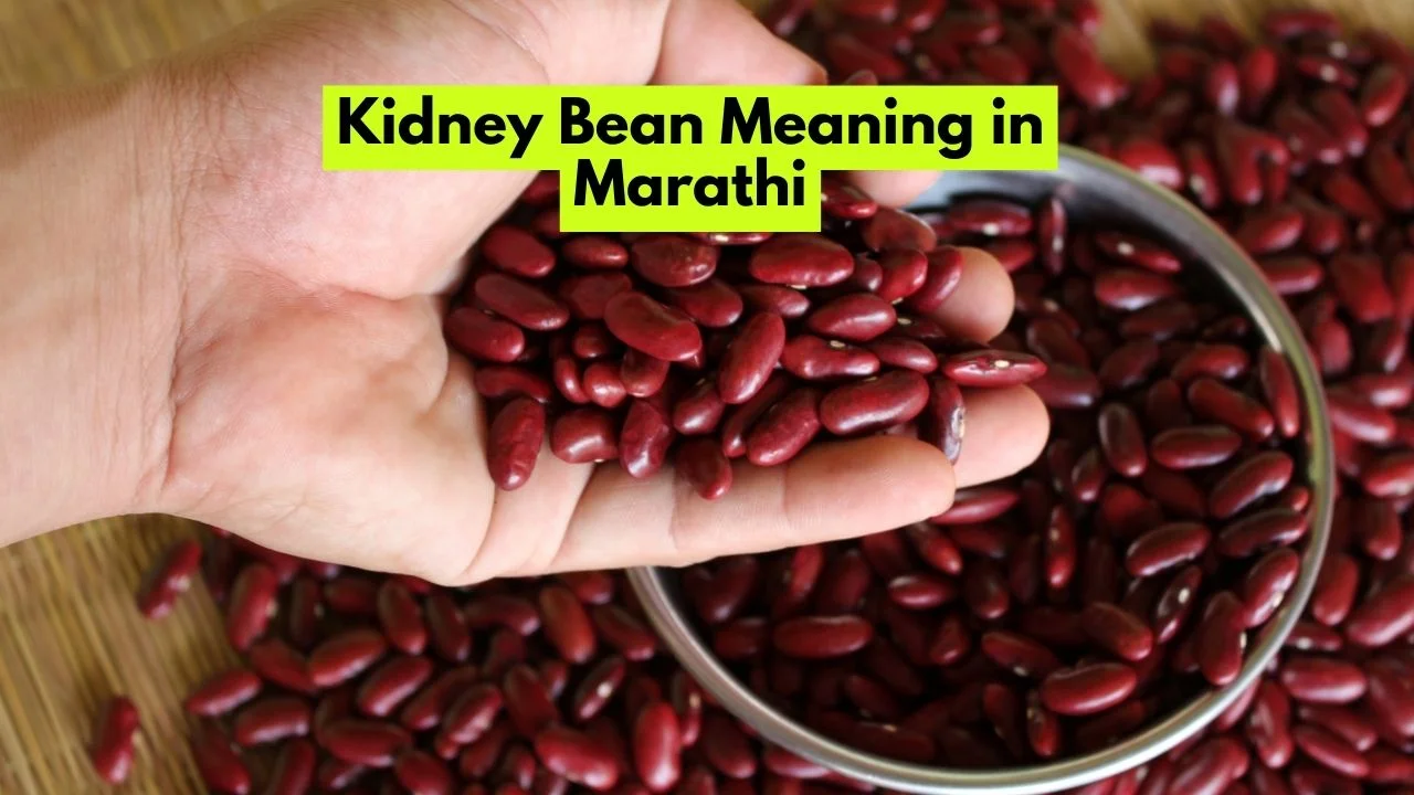 Kidney Bean Meaning in Marathi