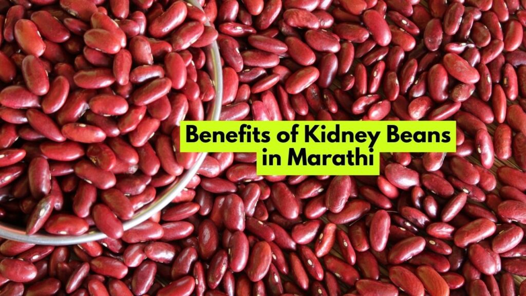 Kidney Bean Meaning in Marathi किडनी बीन्सला मराठीत काय म्हणतात