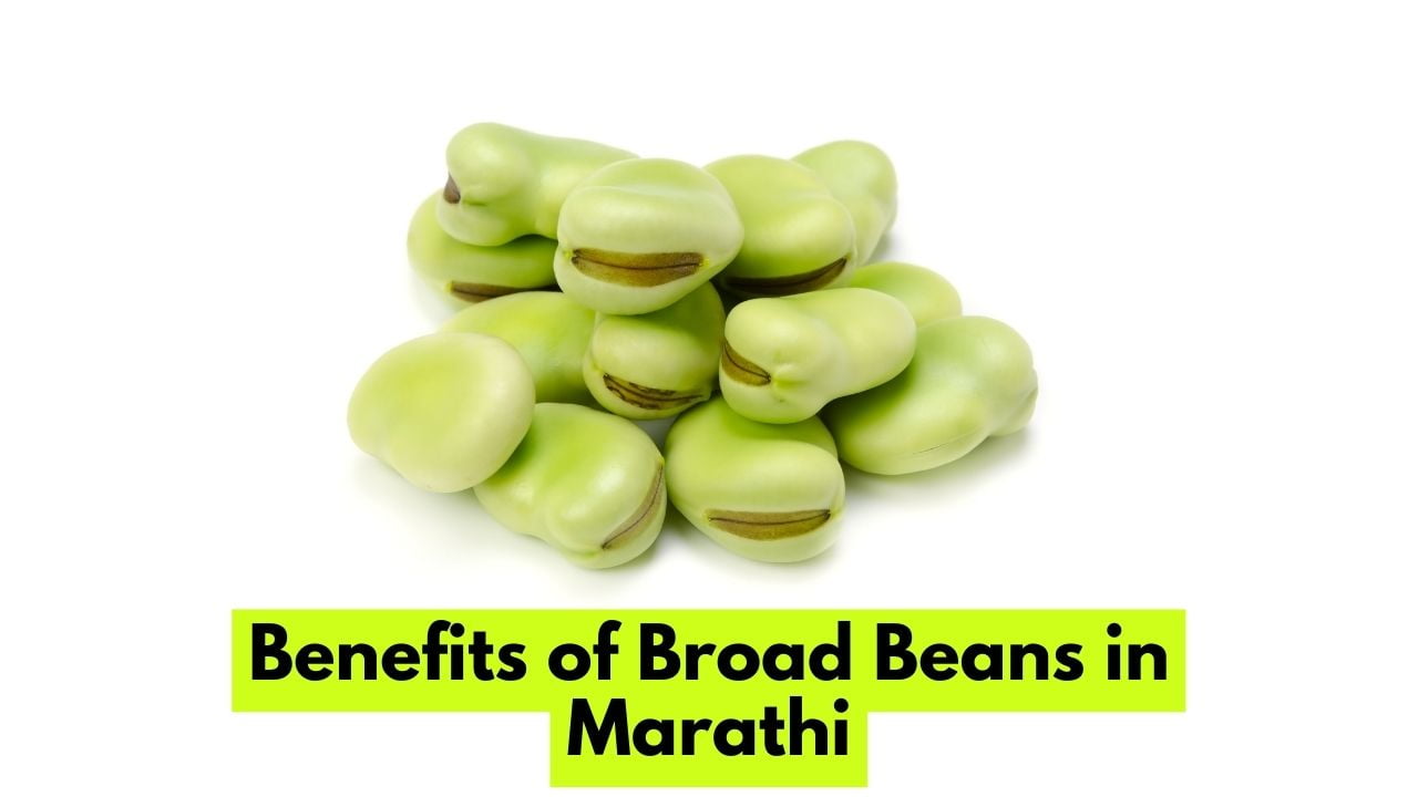 Benefits of Broad Beans in Marathi