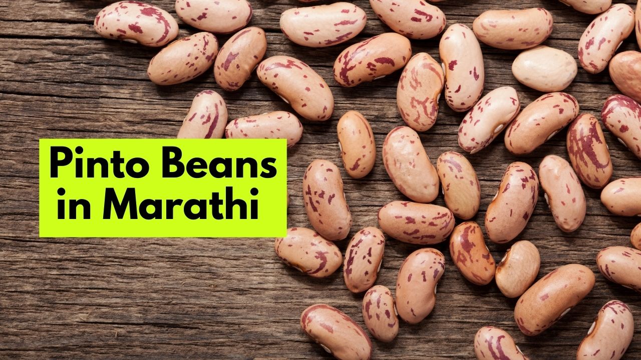 Pinto Beans in Marathi