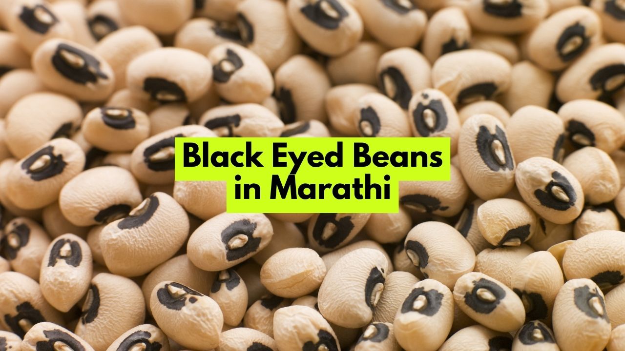 Black Eyed Beans in Marathi ब्लॅक आयड बीन्सला मराठीत काय म्हणतात