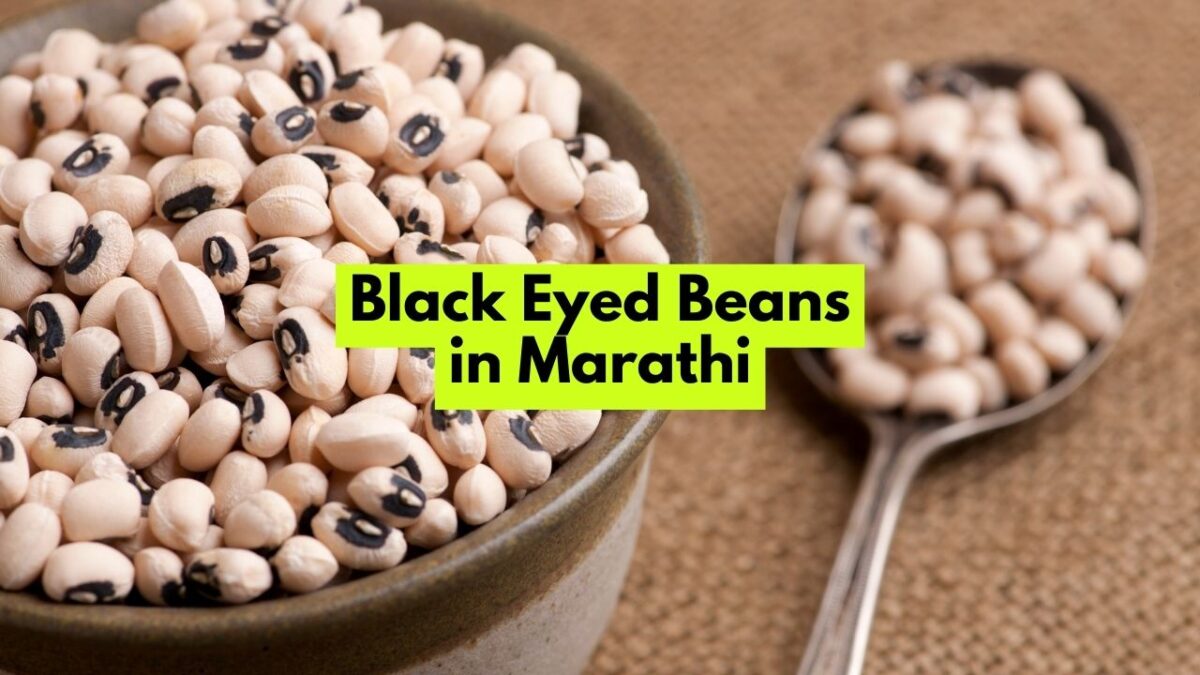 Black Eyed Beans in Marathi ब्लॅक आयड बीन्सला मराठीत काय म्हणतात