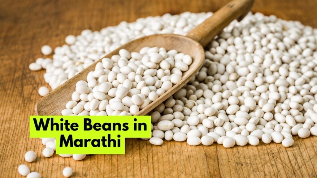 White Beans in Marathi