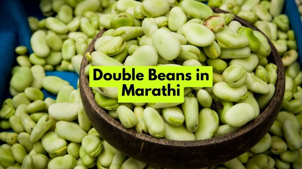 Double Beans in Marathi