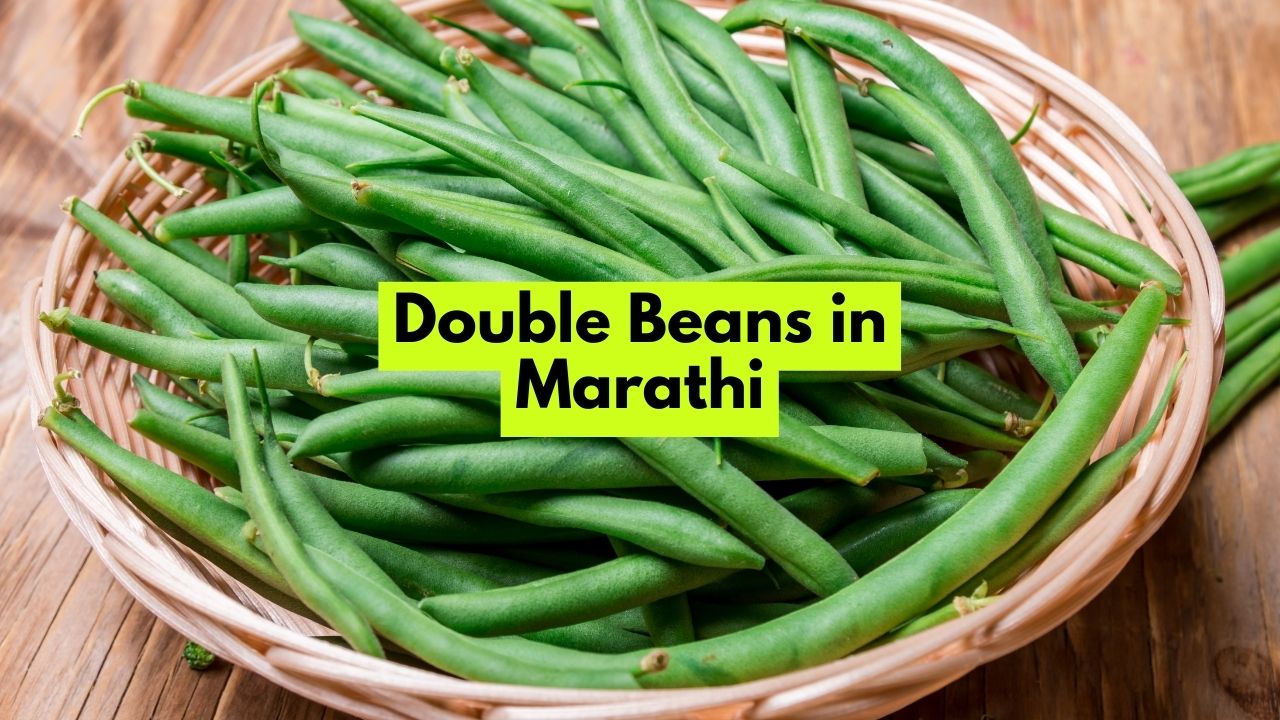 Double Beans in Marathi