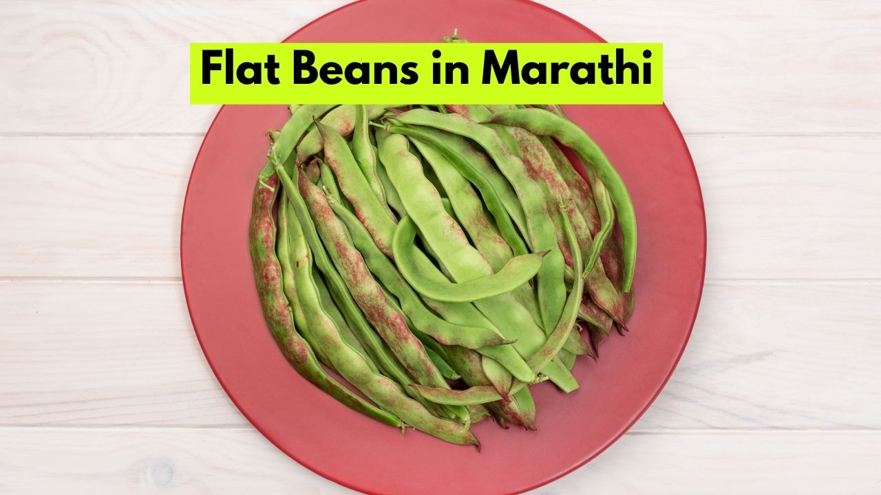 Flat Beans in Marathi फ्लॅट बीन्सला मराठीत काय म्हणतात?