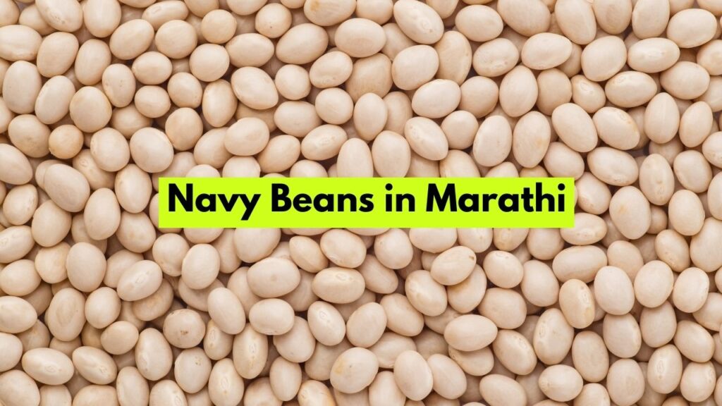 Navy Beans in Marathi