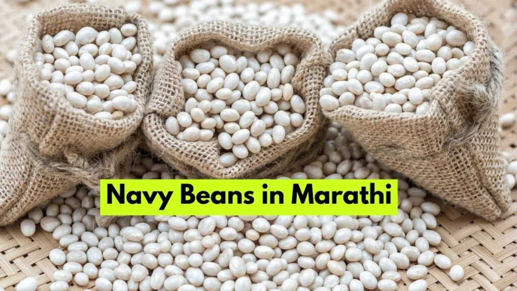Navy Beans in Marathi