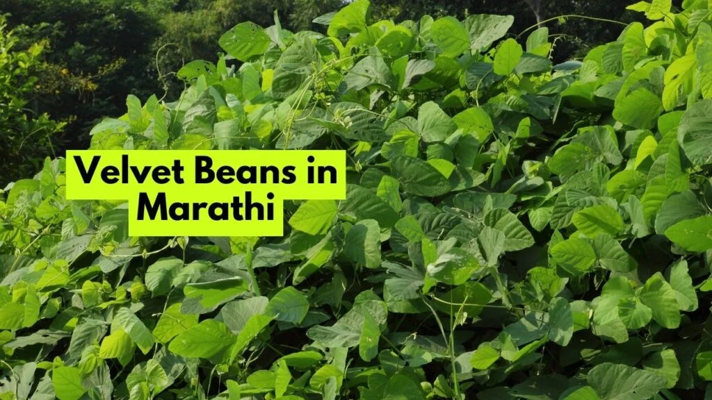 Velvet Beans in Marathi