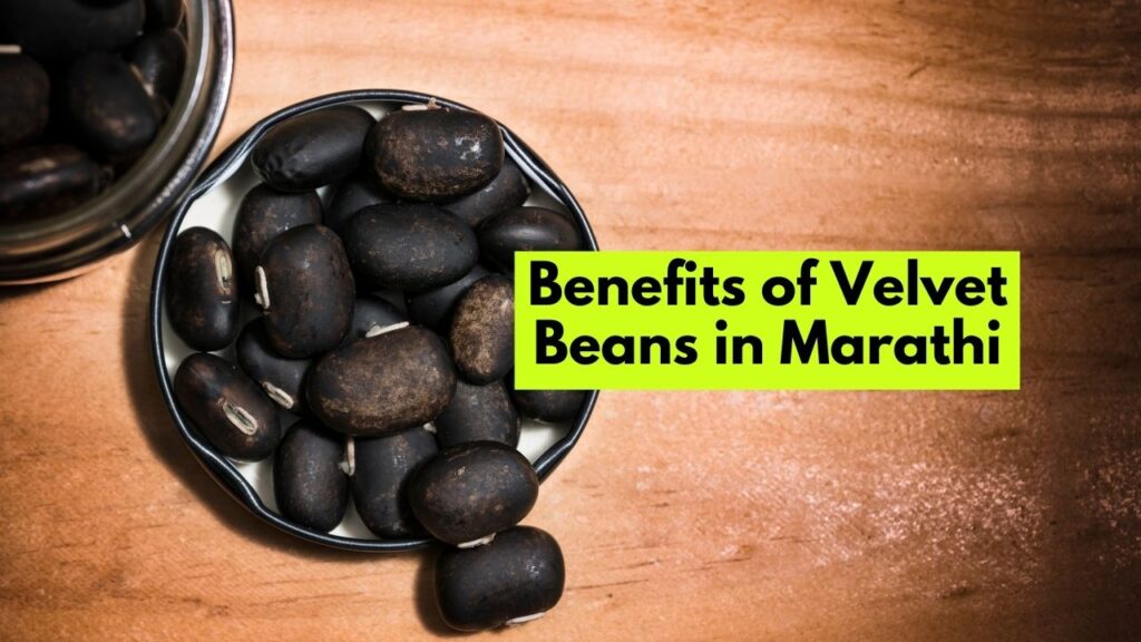 Benefits of Velvet Beans in Marathi