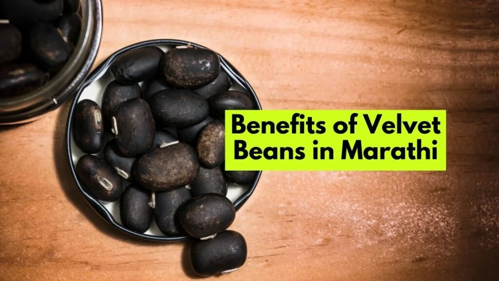 Benefits of Velvet Beans in Marathi
