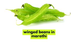 winged beans in marathi