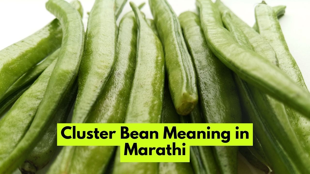 Cluster Bean Meaning in Marathi