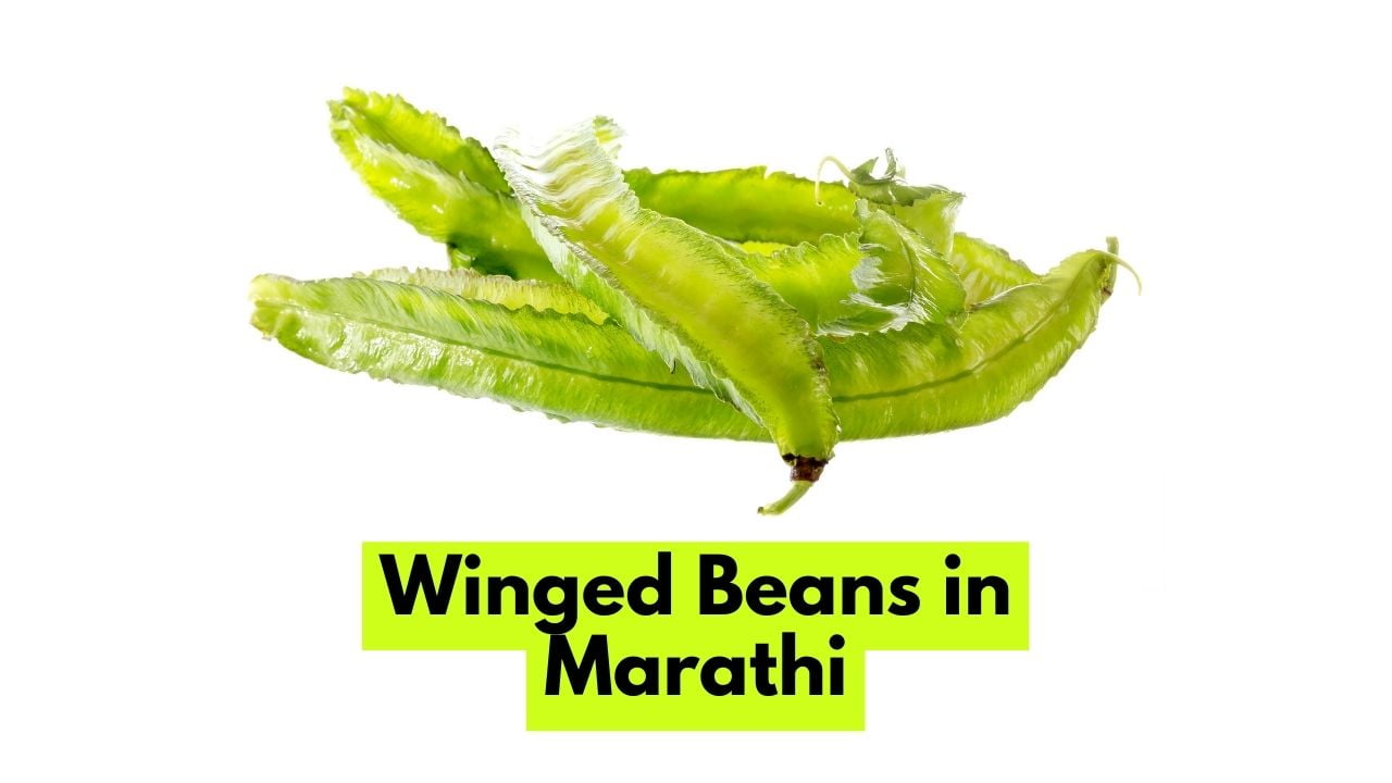 Winged Beans in Marathi विंगेड बीन्सला मराठीत काय म्हणतात?