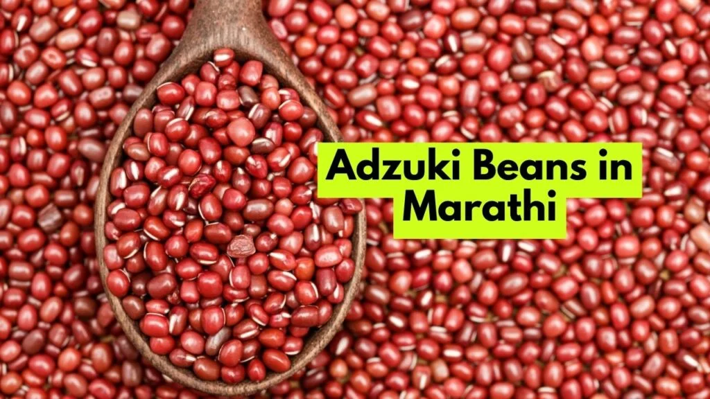 Adzuki Beans in Marathi