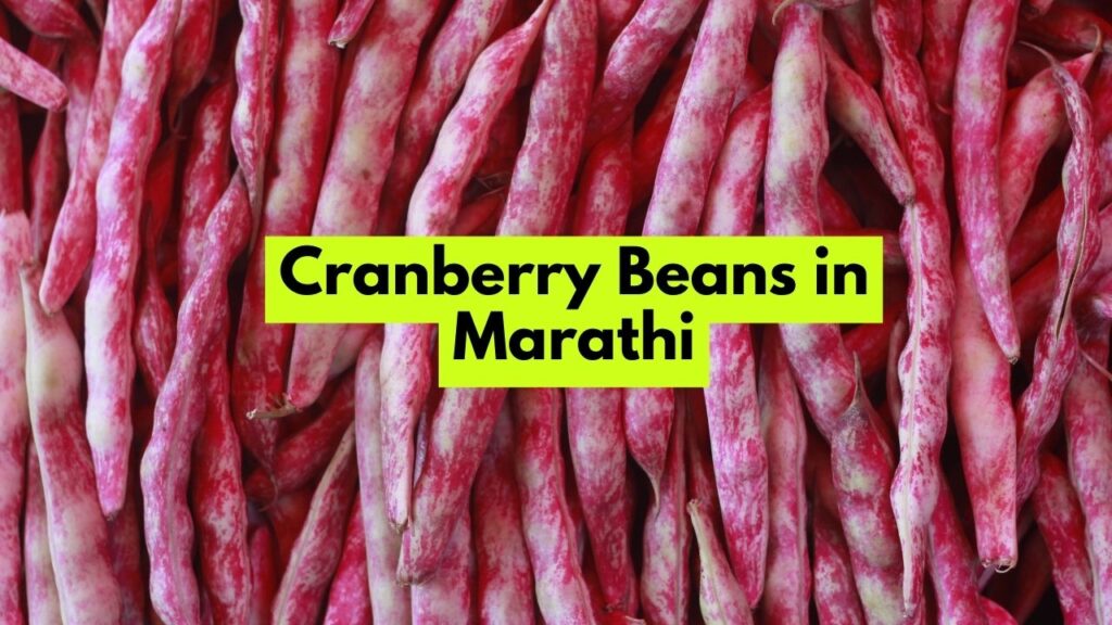 Cranberry Beans in Marathi