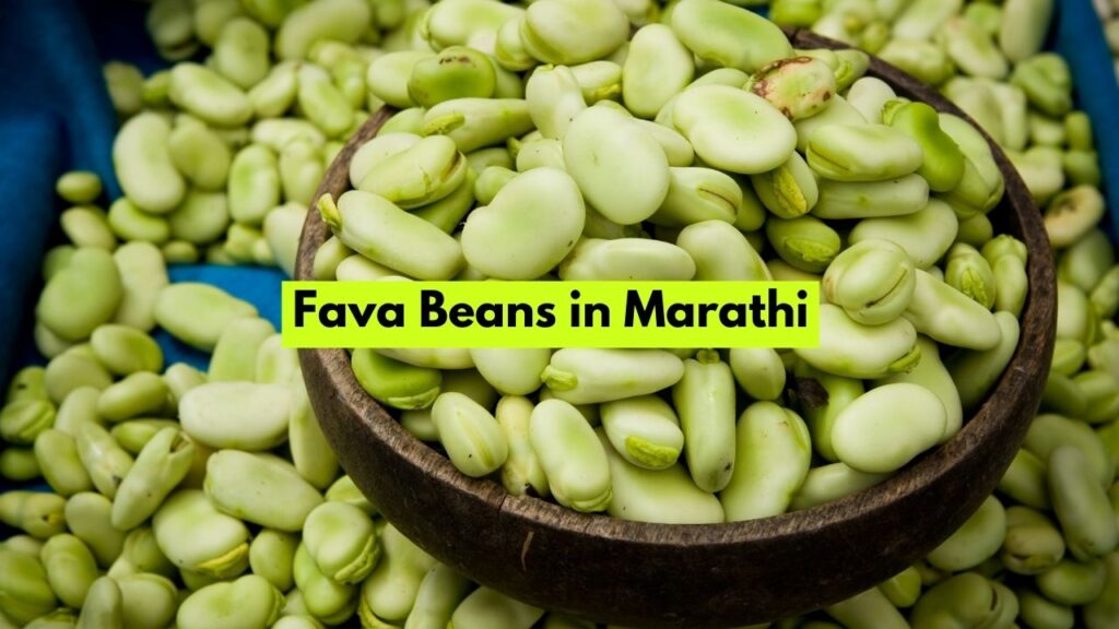 Fava Beans in Marathi