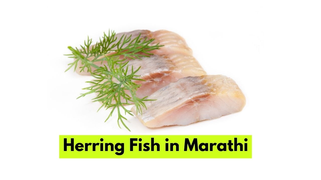 Herring Fish in Marathi