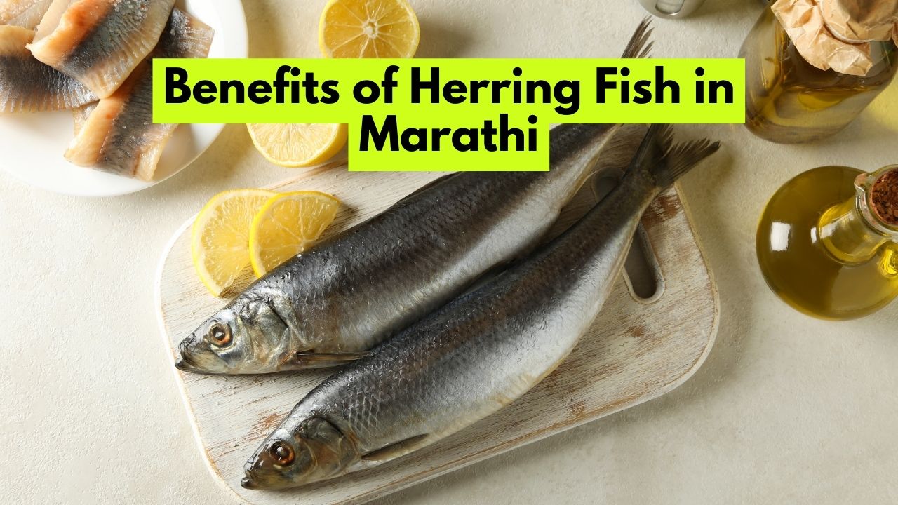 Benefits of Herring Fish in Marathi