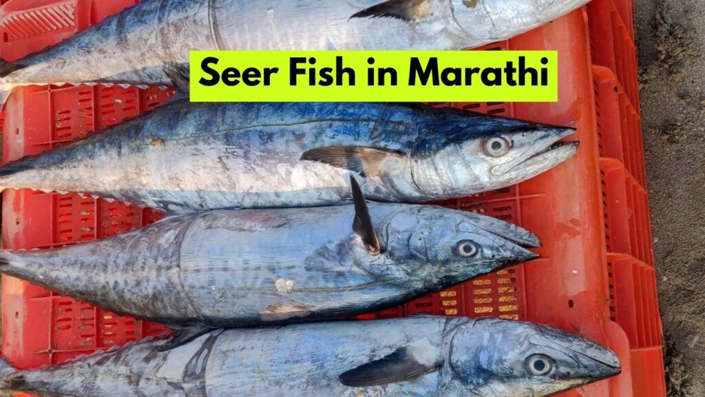 Seer Fish in Marathi